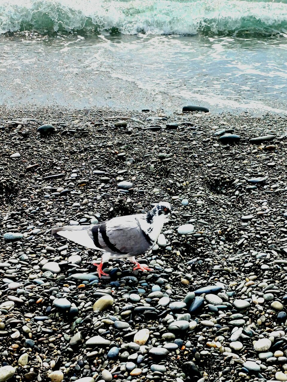 Гостиница Каисса Адлер-151