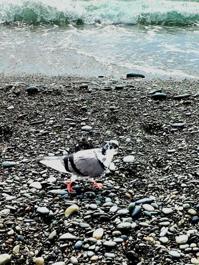 Гостиница Каисса Адлер-150